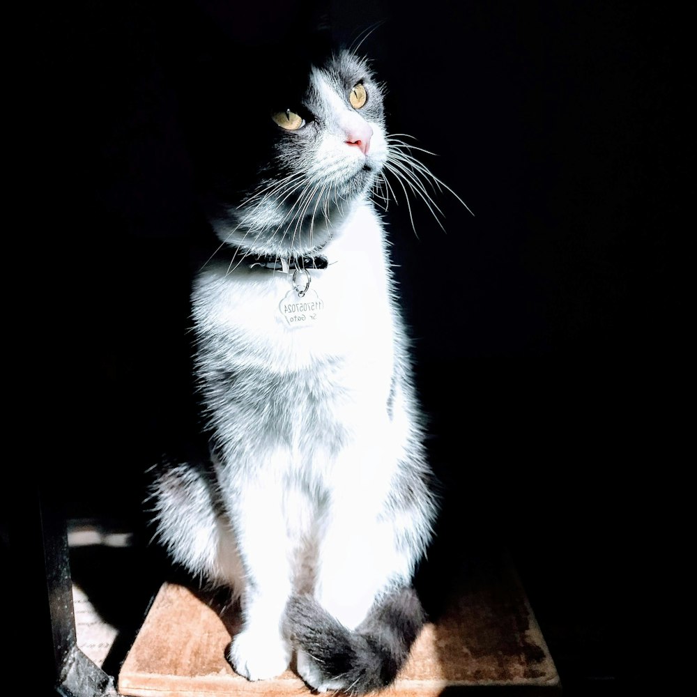 white and black cat on brown wooden table