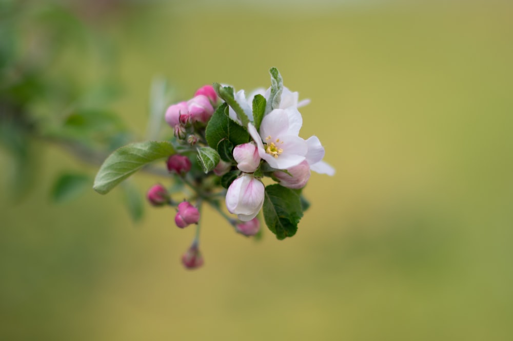 white and purple flower in tilt shift lens