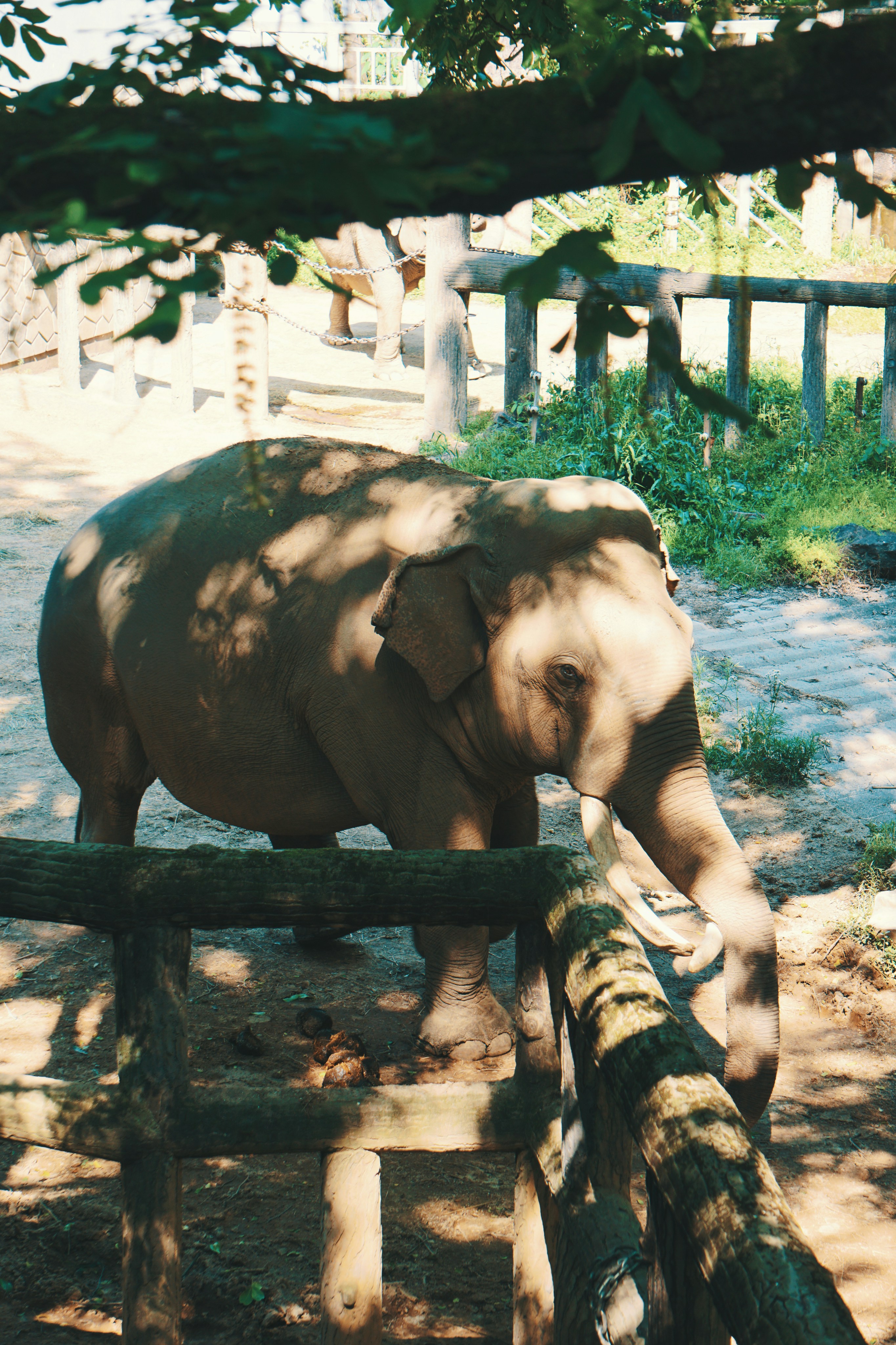 Magnetic Fields and Elephant Navigation (image credits: unsplash)