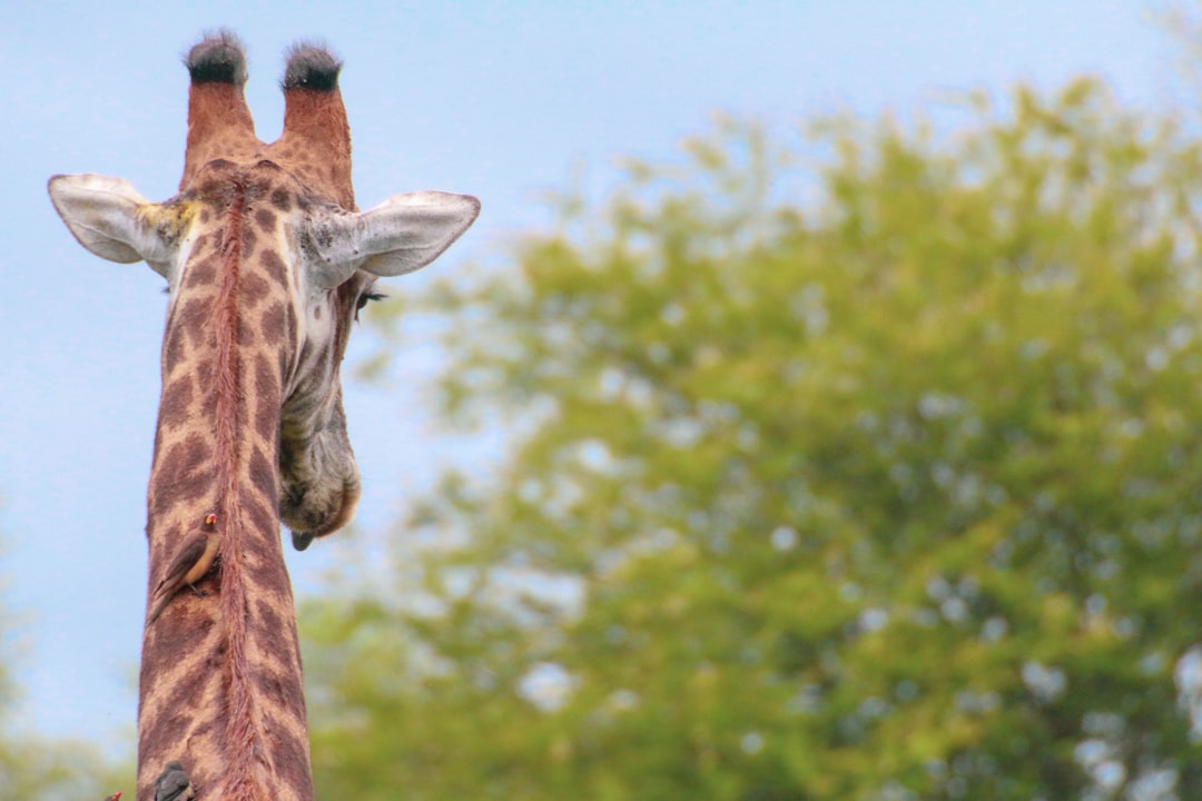 giraffe standing on green grass during daytime