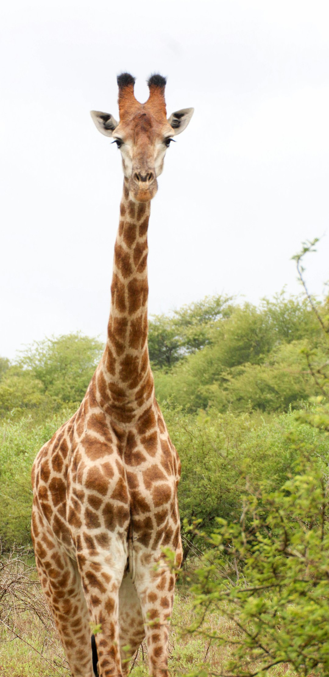  giraffe standing on green grass field during daytime giraffe