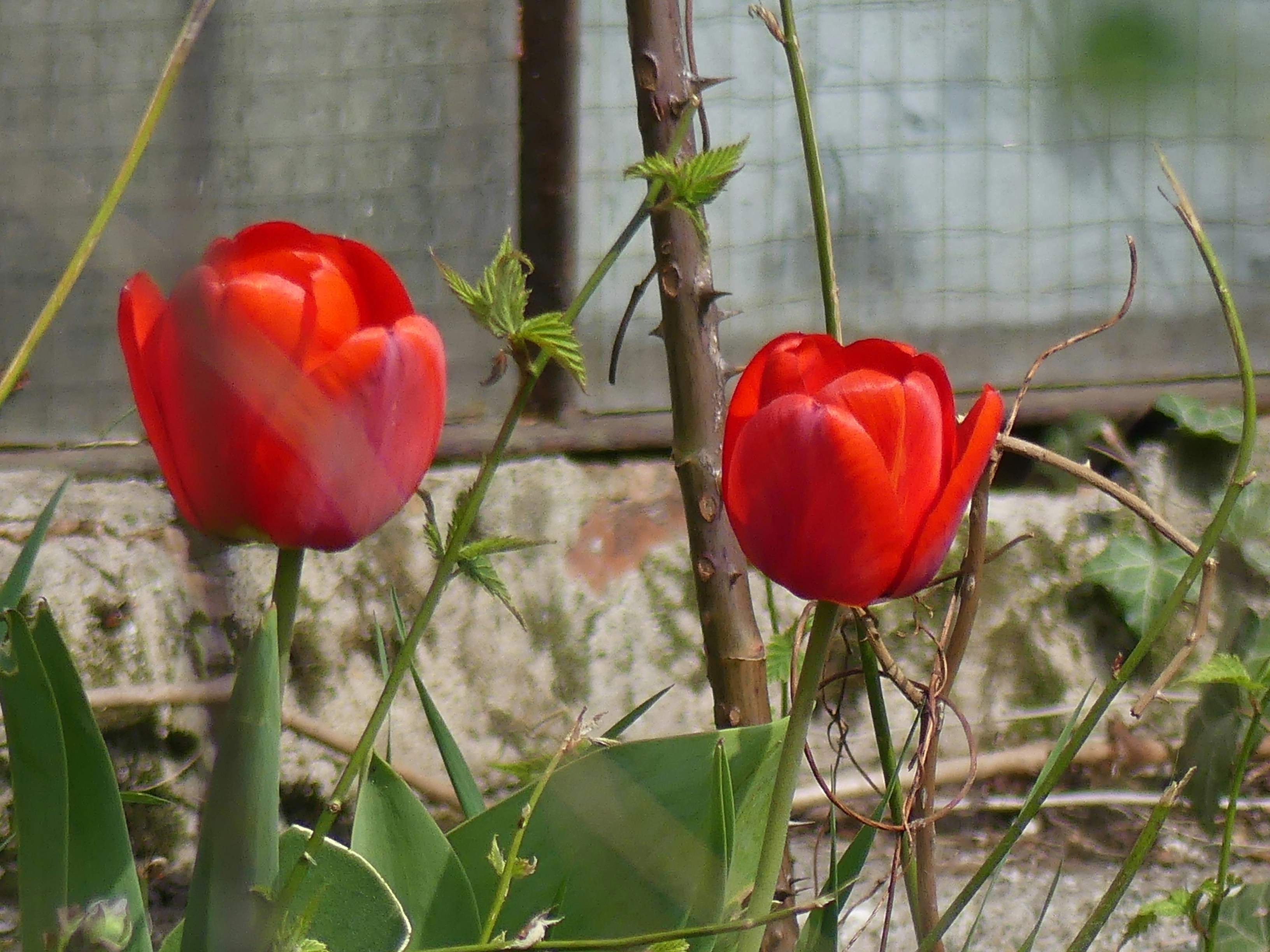 red roses in front of window