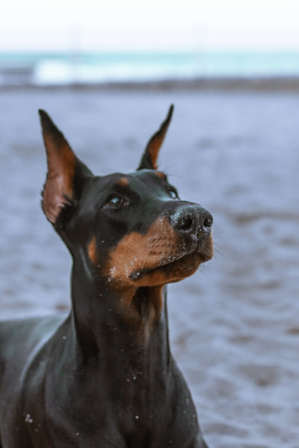 Doberman Pinscher negro y fuego