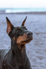 black and tan doberman pinscher