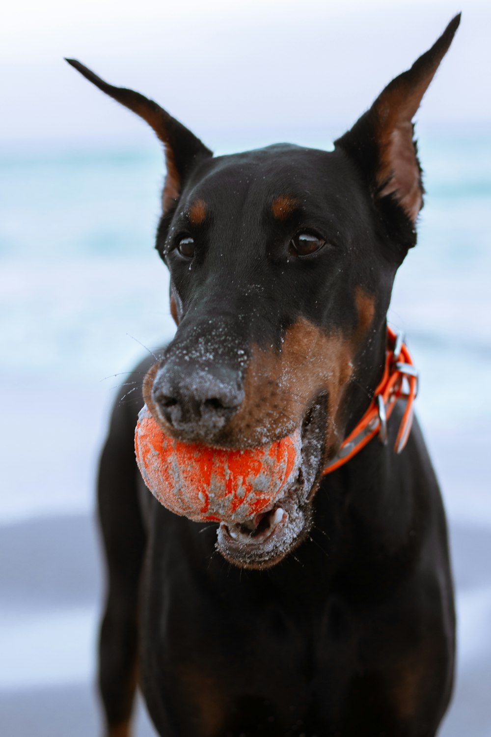 black and brown short coated dog