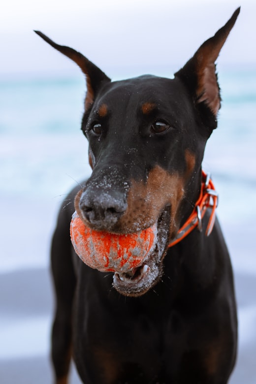 Dobermann looking into the distance