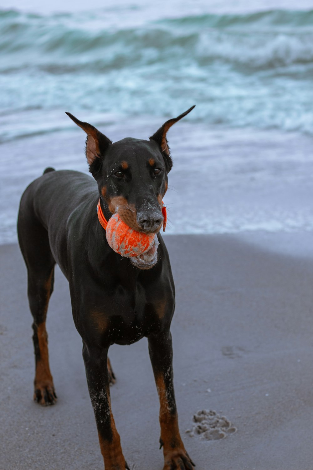 Doberman pinscher negro y fuego en suelo cubierto de nieve durante el día