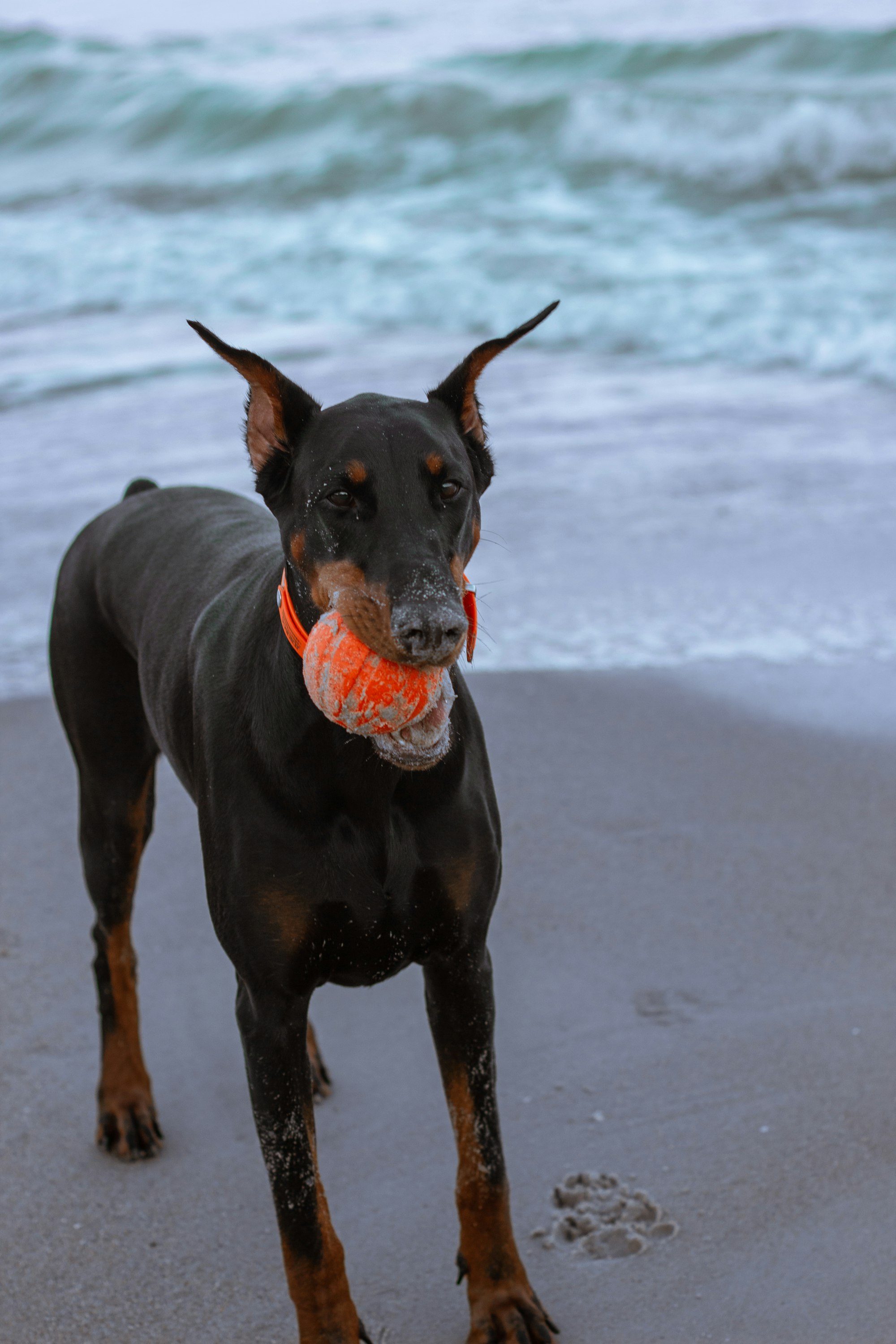 Are Dobermans Good With Kids? Learn The Facts