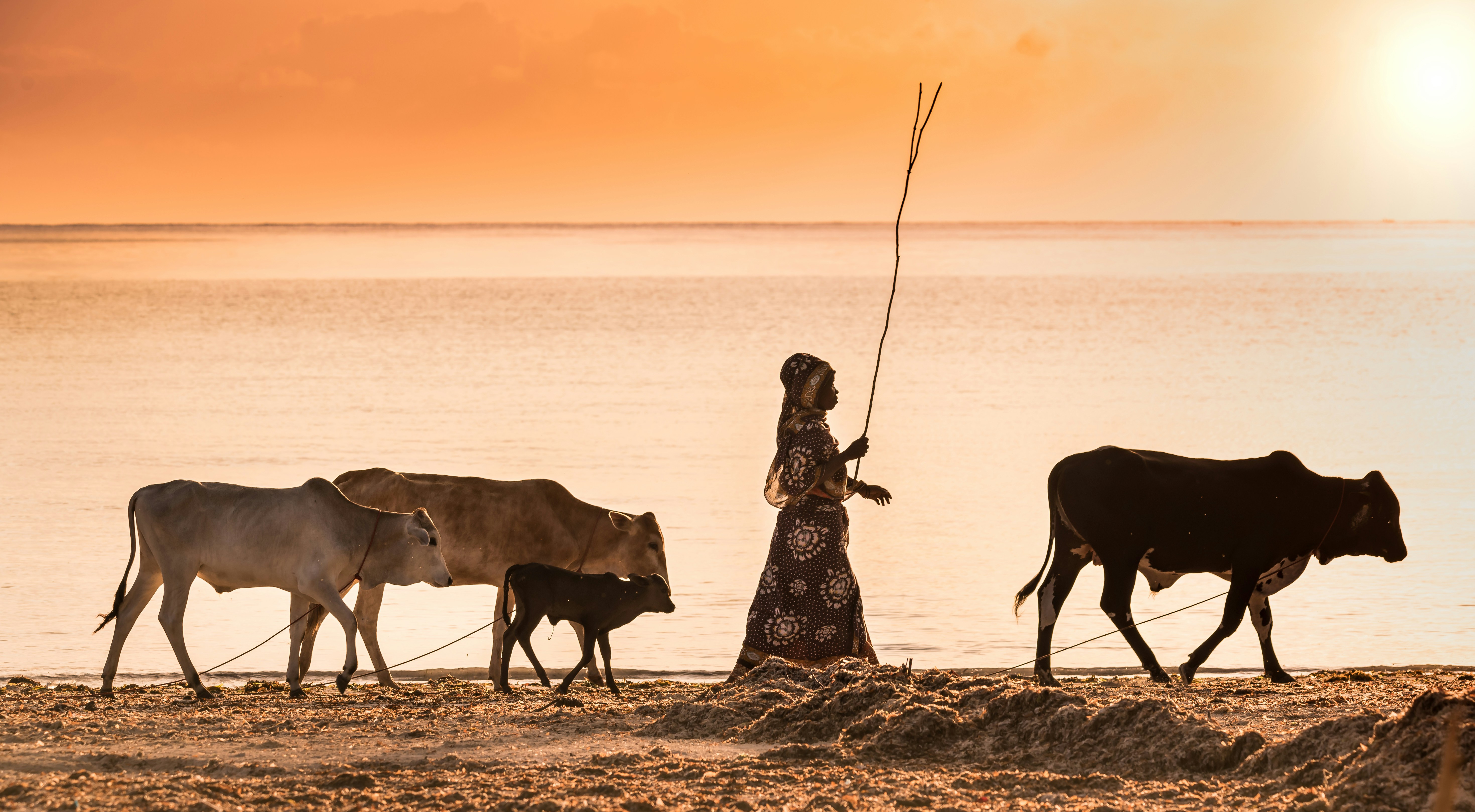 woman in black and white floral dress standing beside cow on seashore during sunset