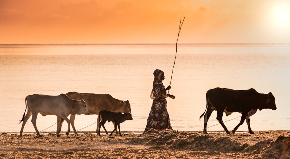 woman in black and white floral dress standing beside cow on seashore during sunset