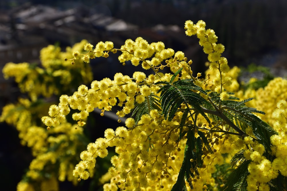 gelbe Blüten mit grünen Blättern