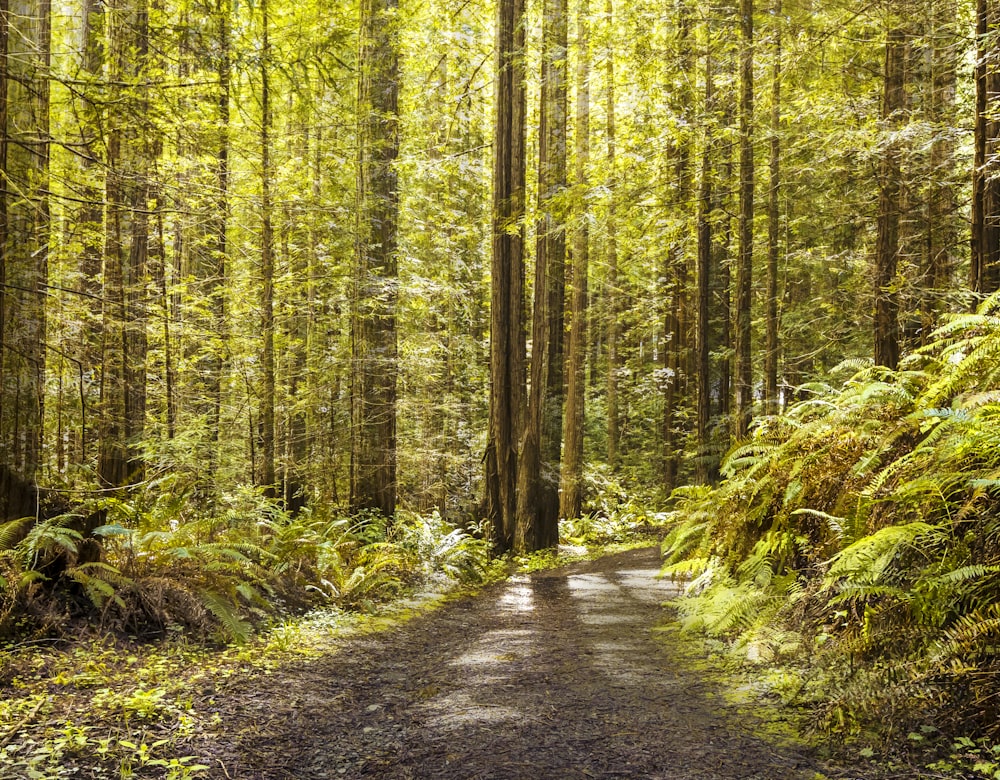 pathway between green trees during daytime