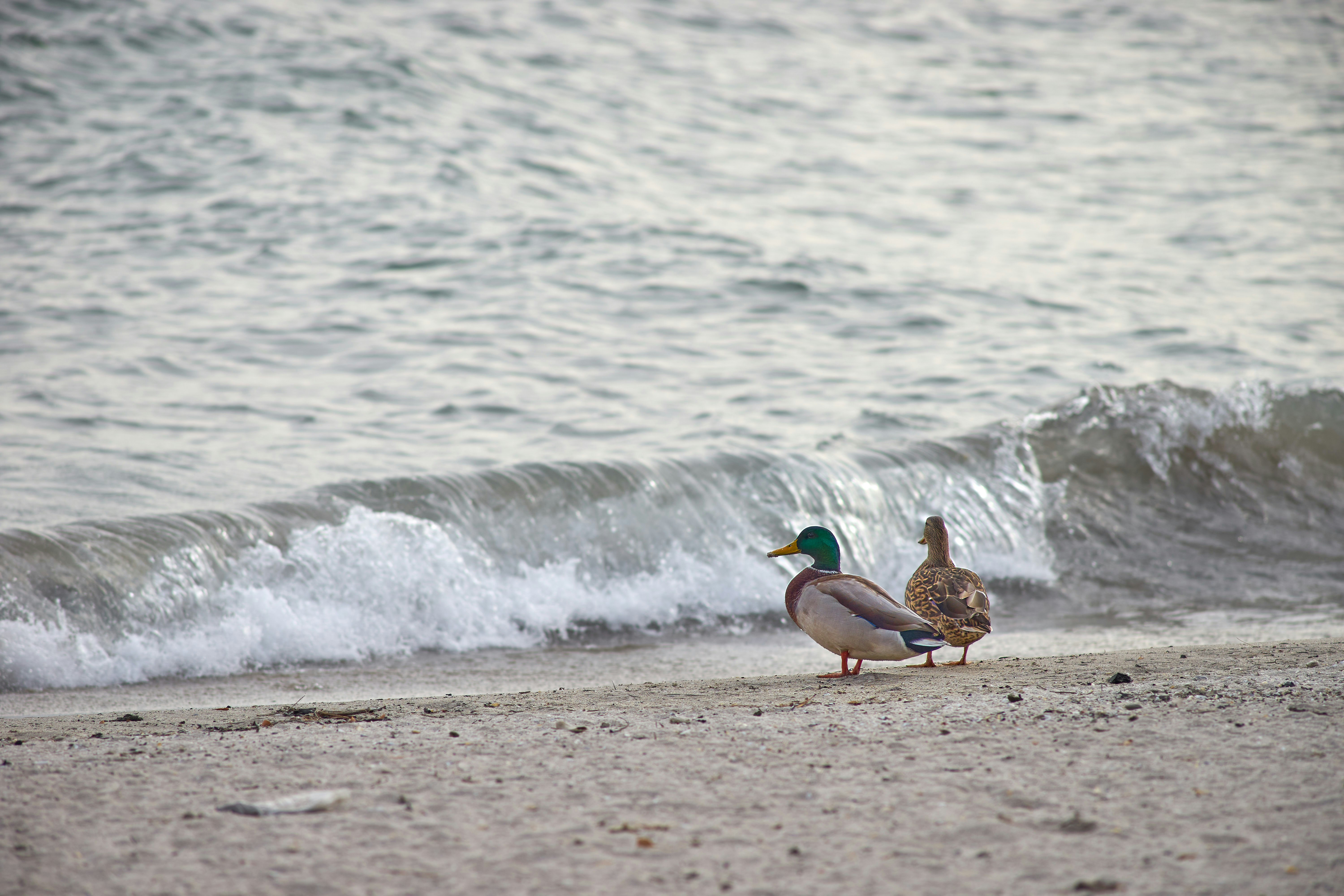 brown duck on beach during daytime
