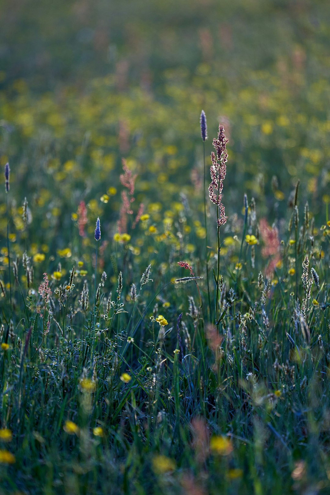 yellow flower on green grass field during daytime