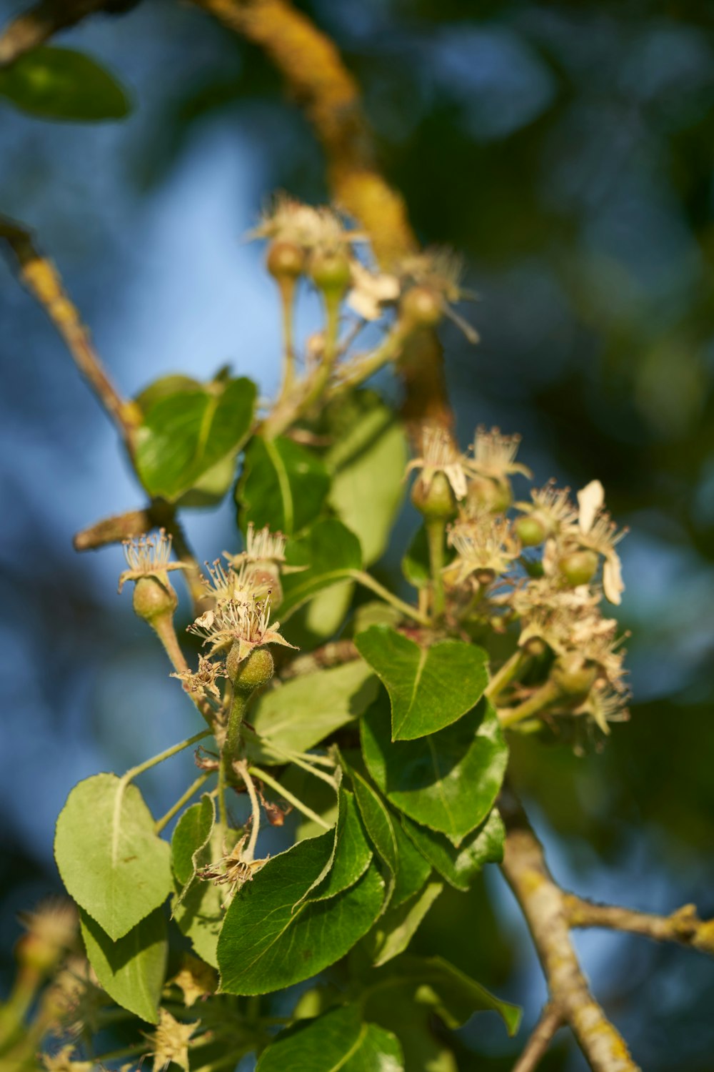 a close up of a tree branch with leaves and flowers