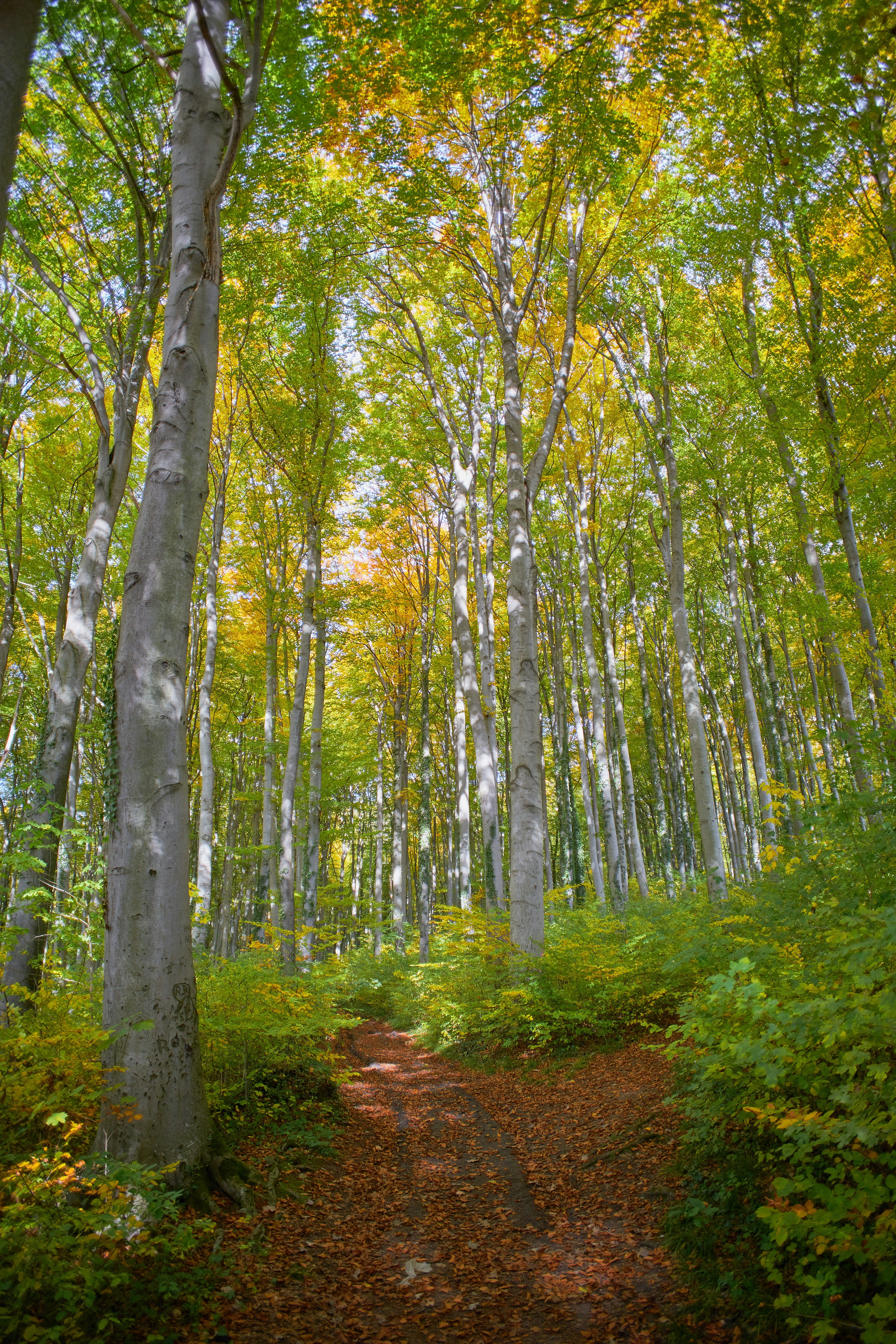 Photo by wolfgang_hasselmann