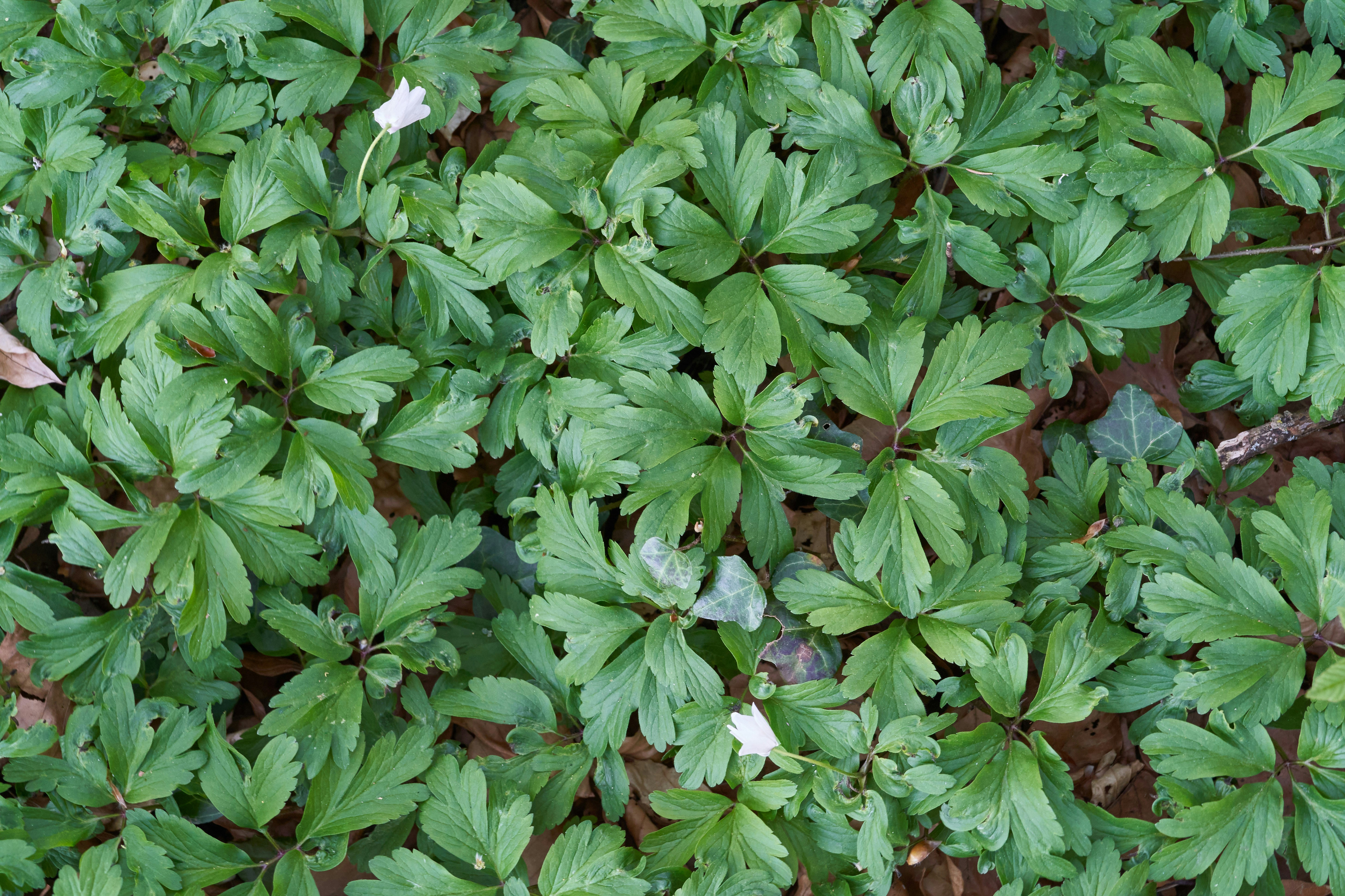 Photo by wolfgang_hasselmann