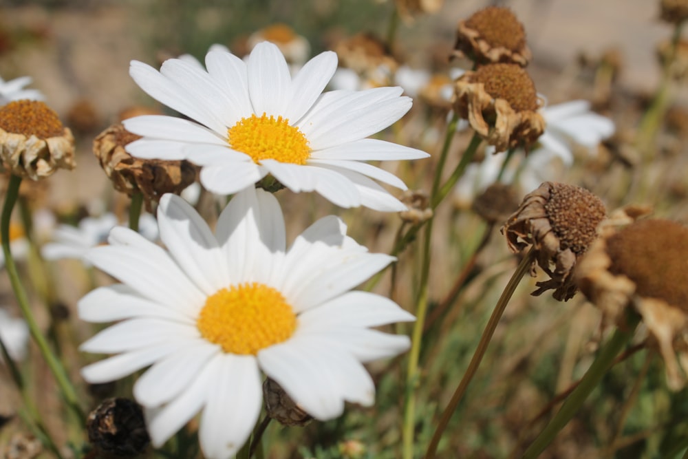 white daisy flowers in bloom during daytime