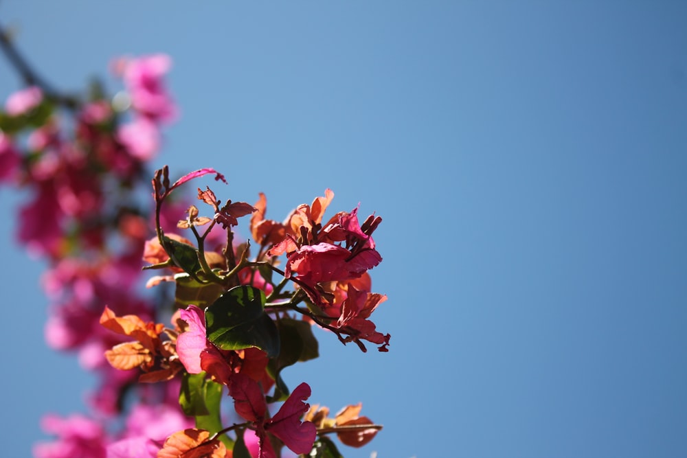 flores rosadas y amarillas bajo el cielo azul durante el día