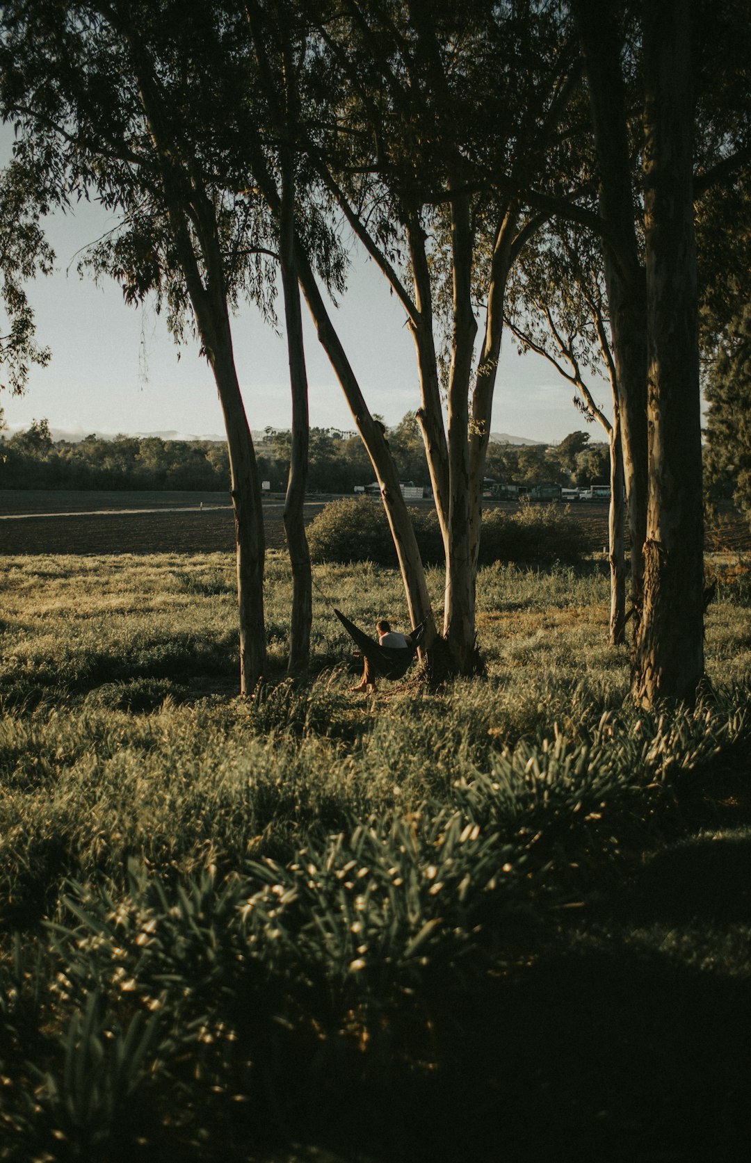 green grass field near body of water during daytime