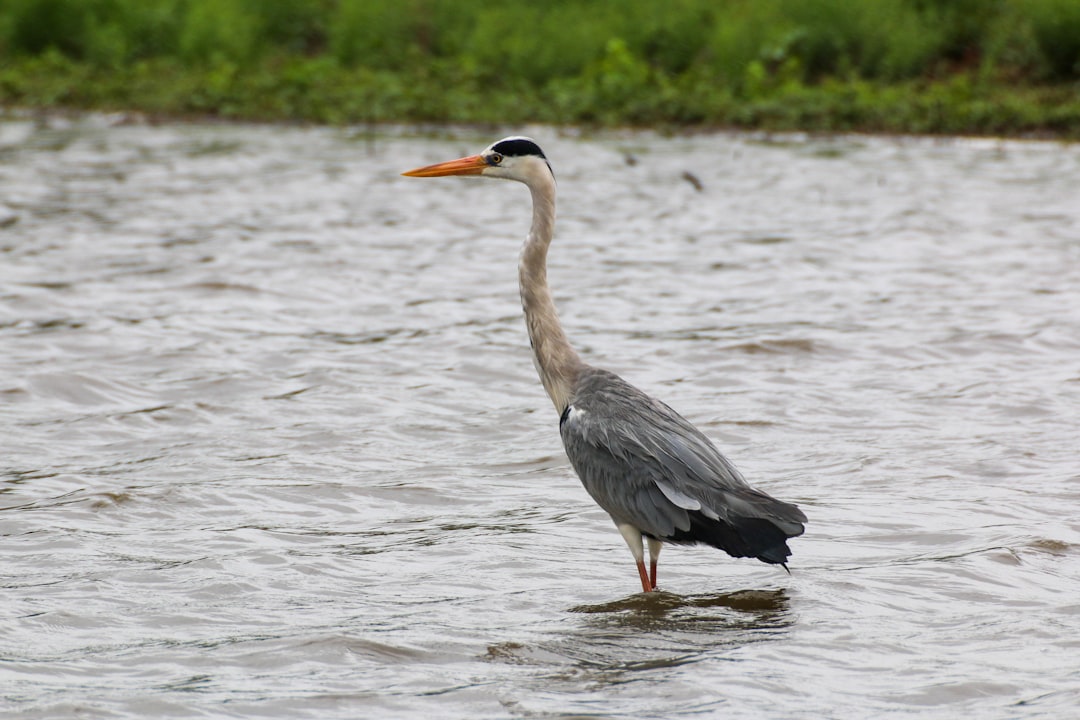 grey heron flying over the sea during daytime