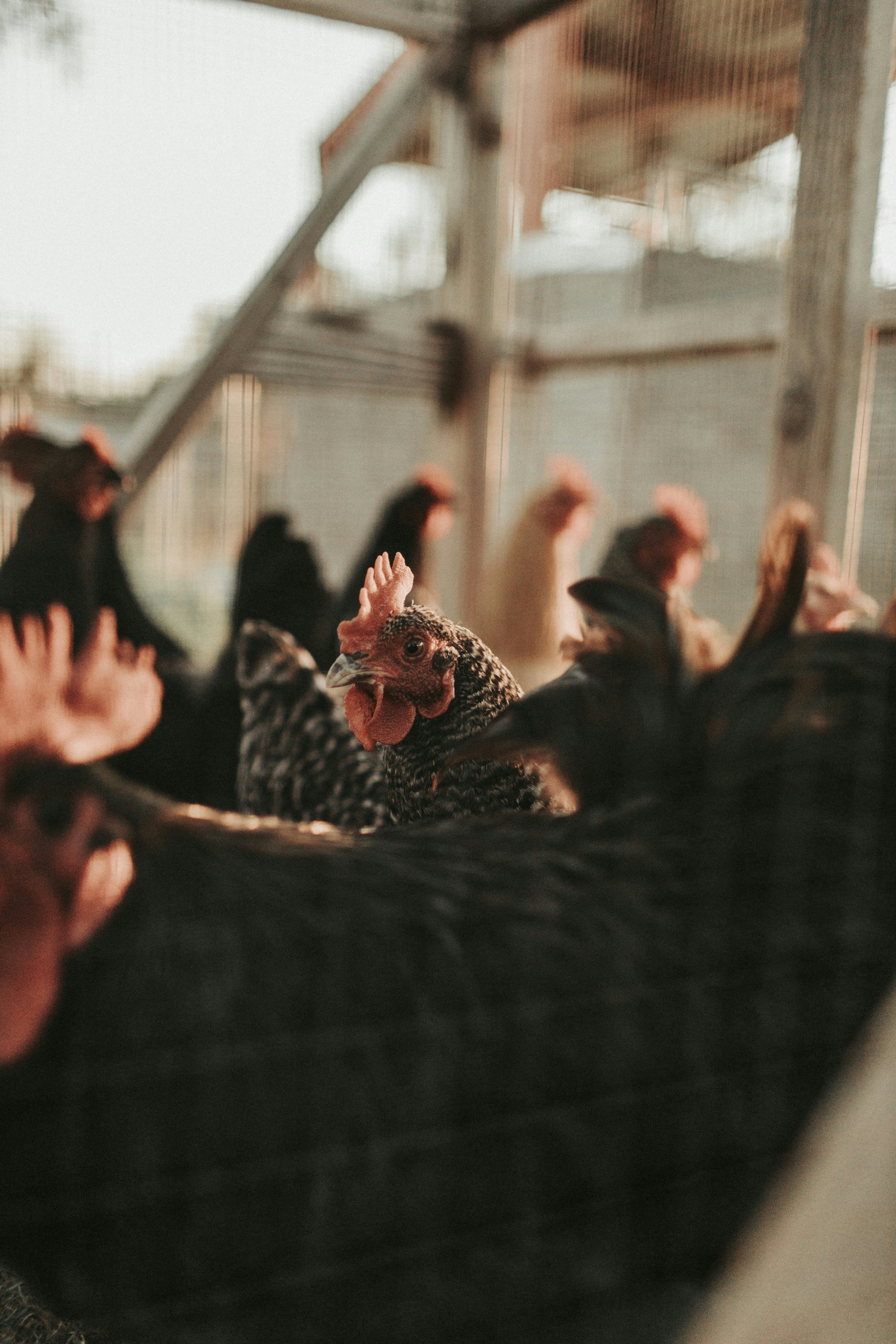 flock of black and white birds