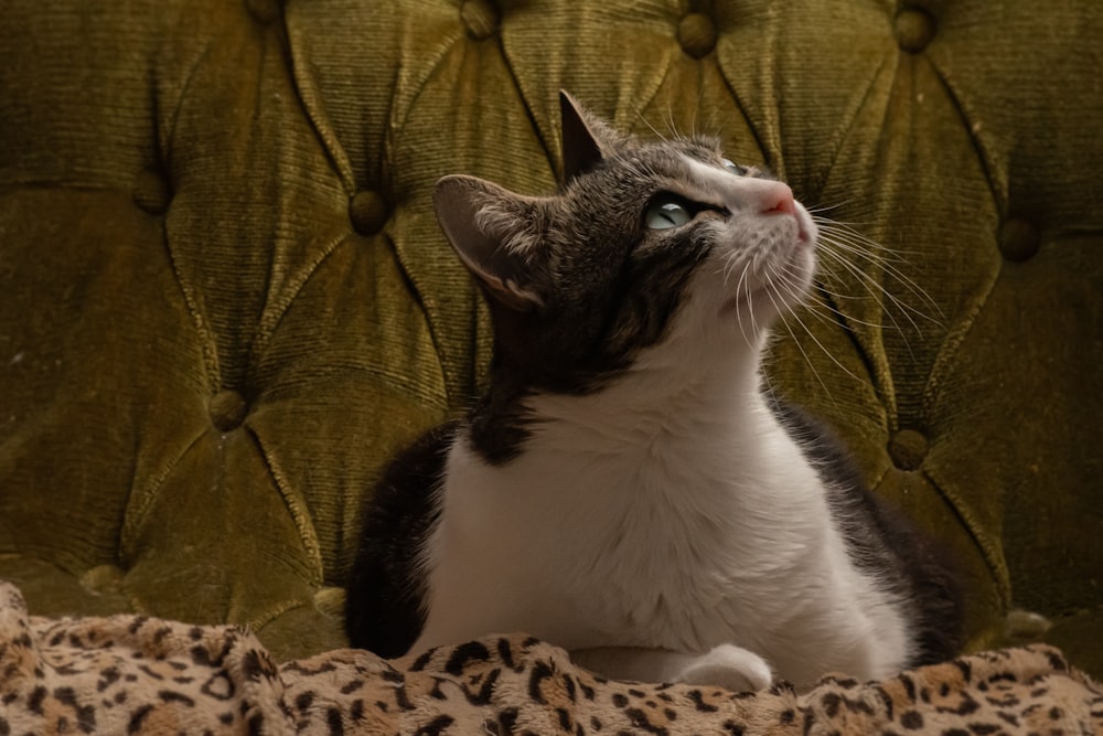 black and white cat on brown and black leopard textile