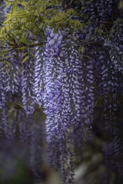 purple flowers in green leaves