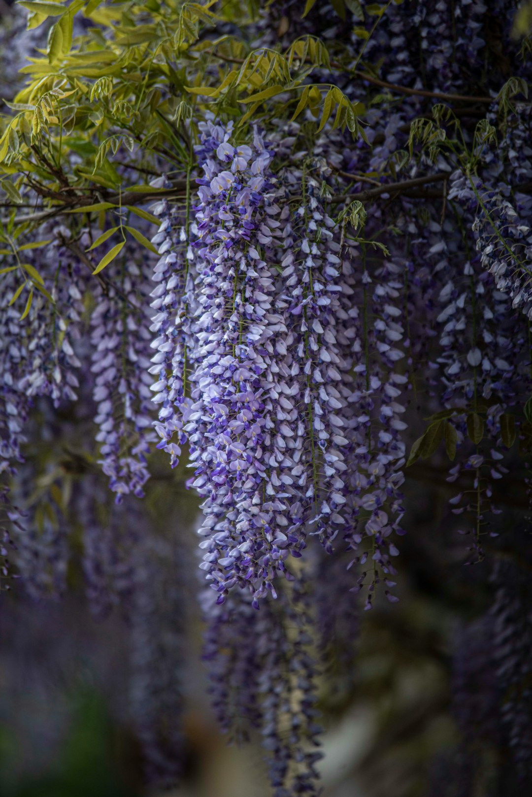 purple flowers in green leaves