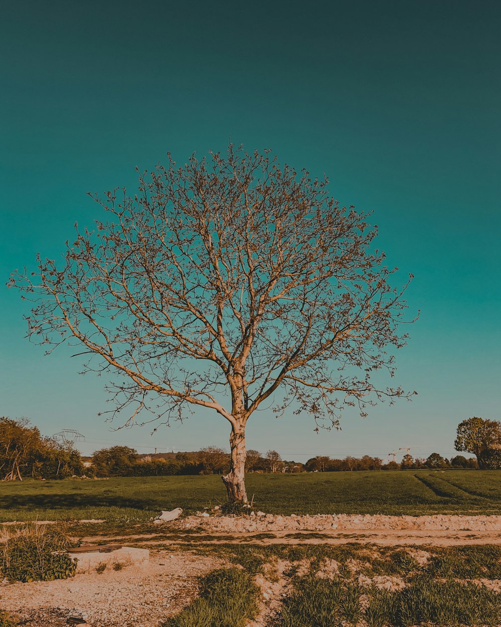 brown bare tree on brown field under blue sky during daytime