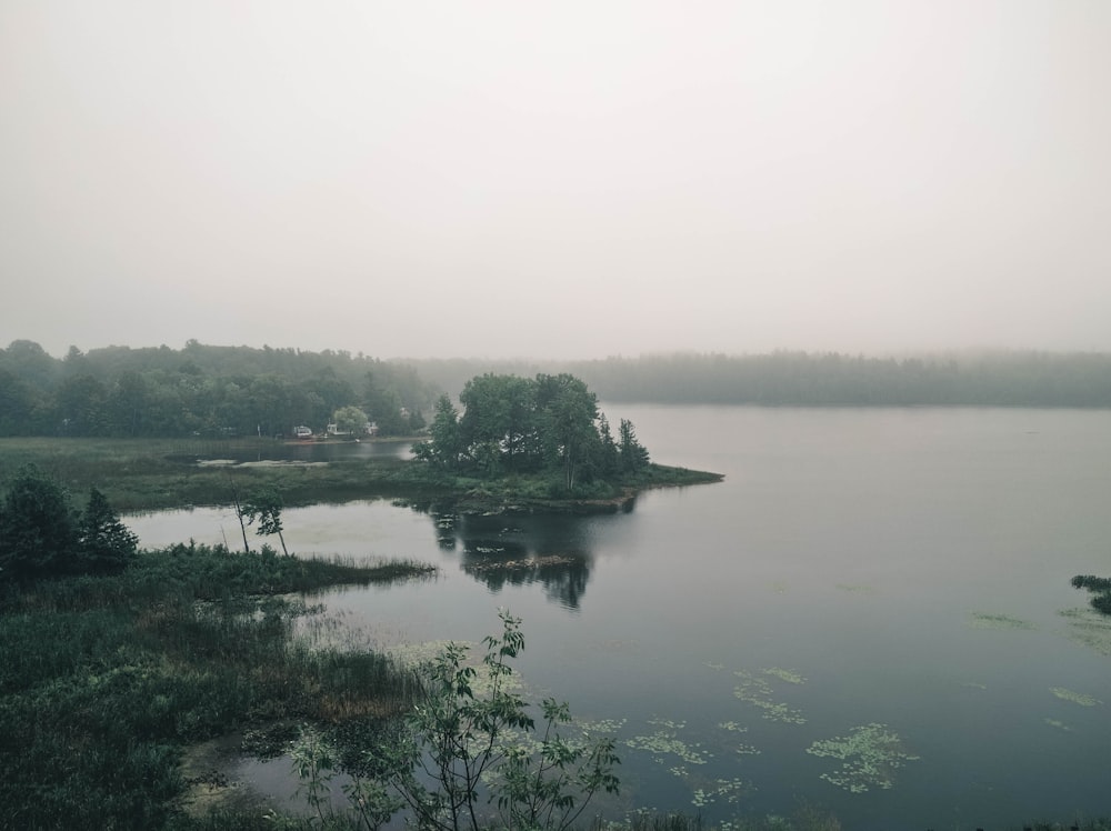 green trees beside body of water during daytime