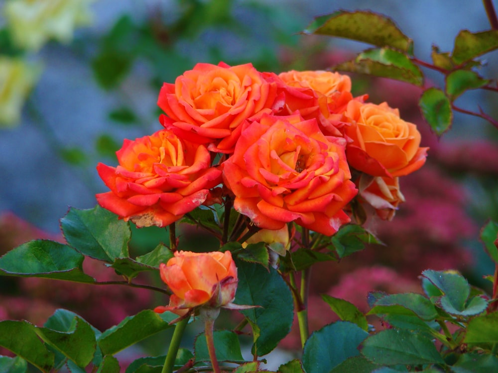 orange rose in bloom during daytime