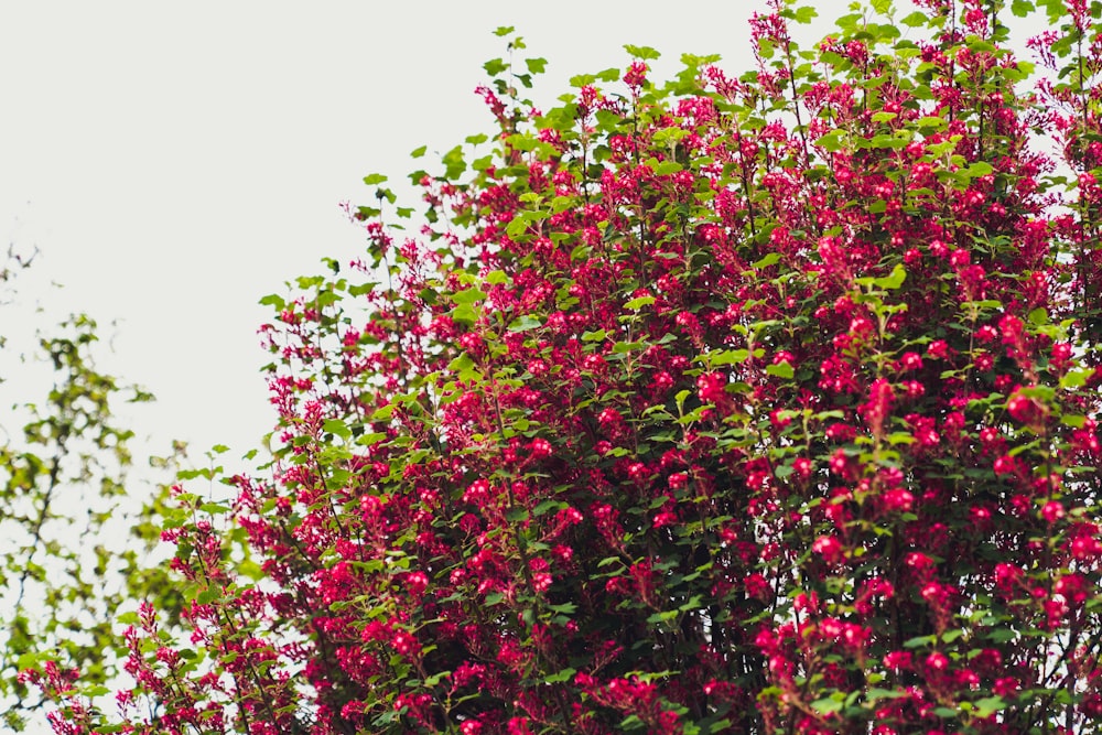 pink and green leaf tree