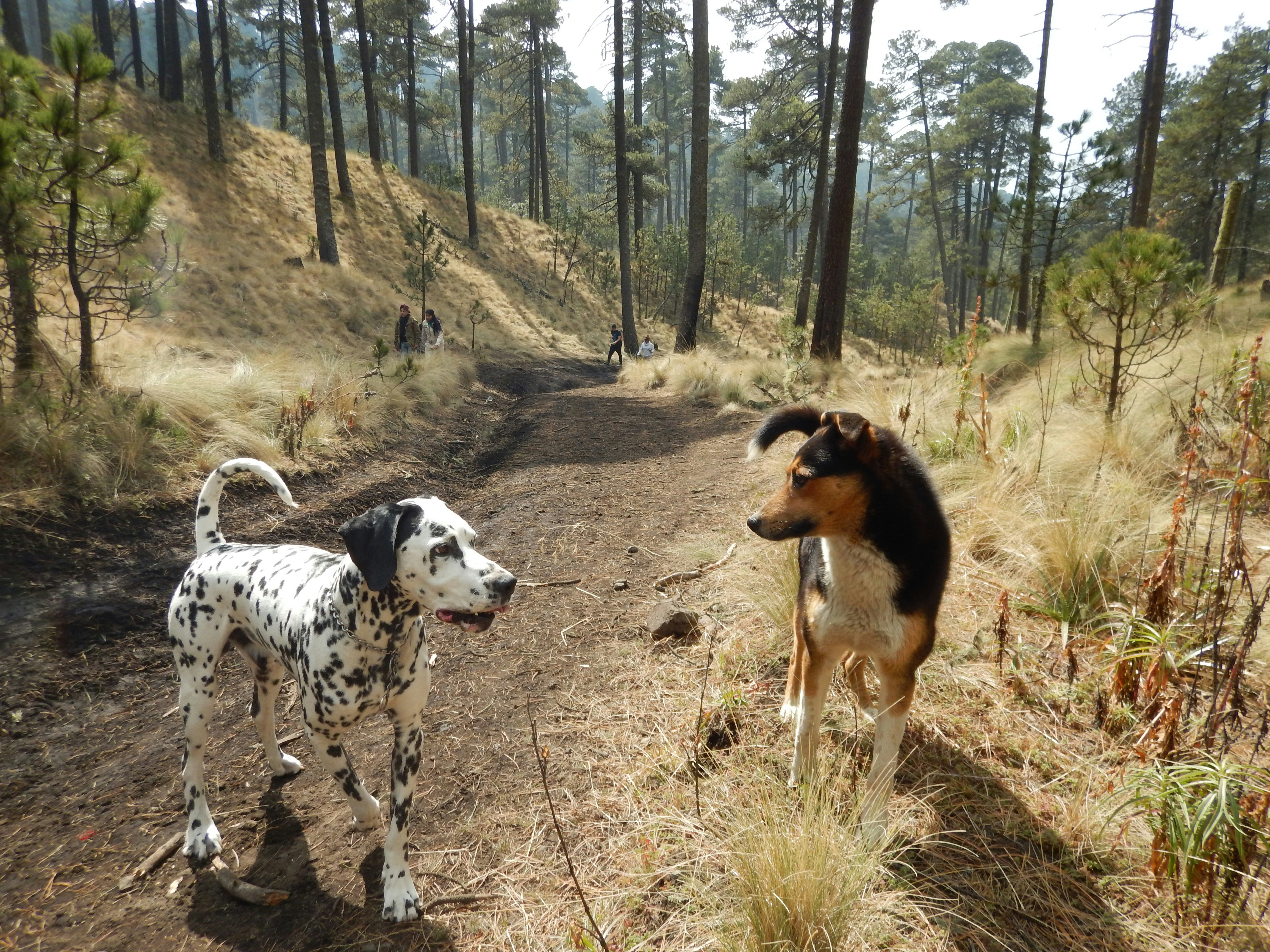 
Dalmatian and a friend from the country