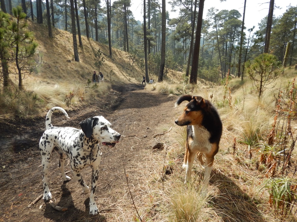 black and white dalmatian dogs on brown grass field during daytime