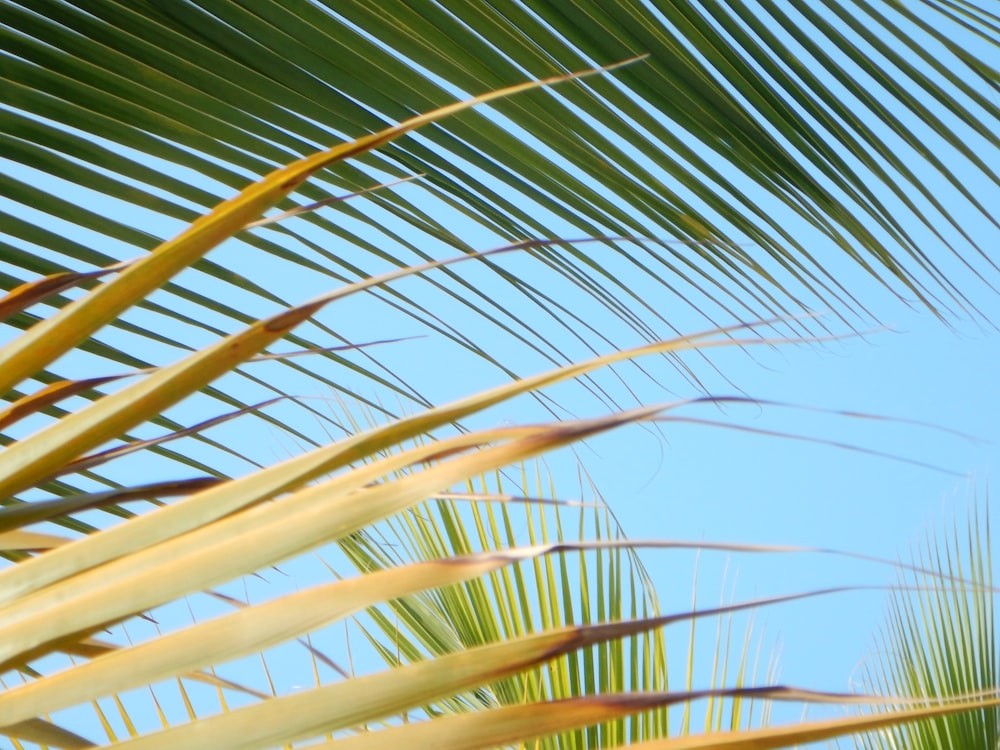 green palm tree under blue sky during daytime