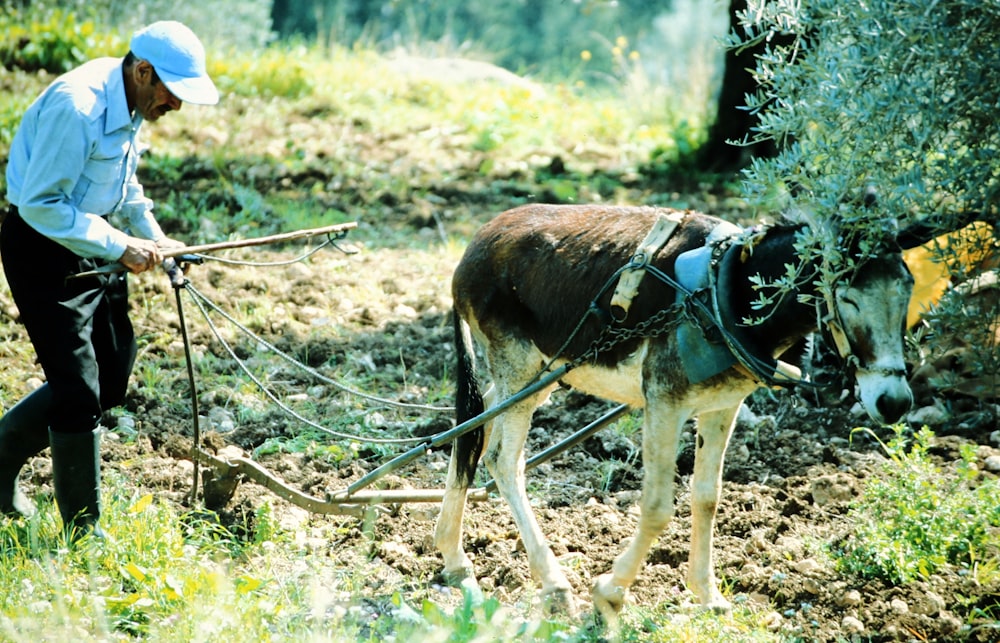 brown and white cow on green grass field during daytime