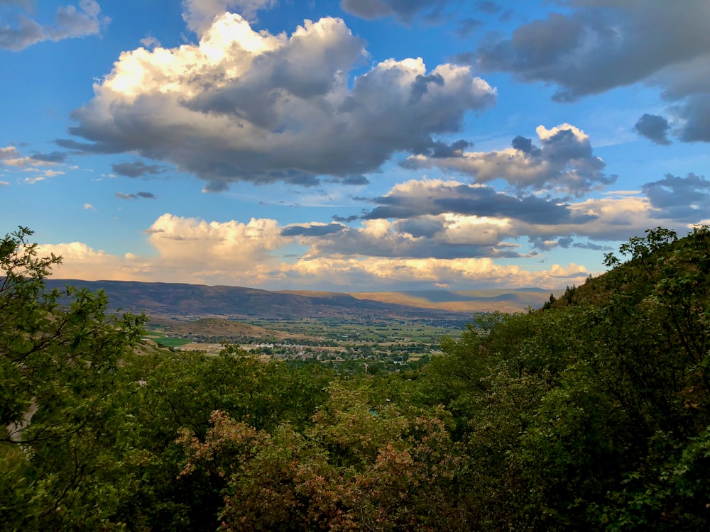 green trees under blue sky and white clouds during daytime