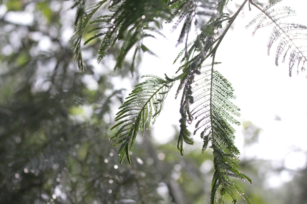 Hojas verdes en la lente de cambio de inclinación