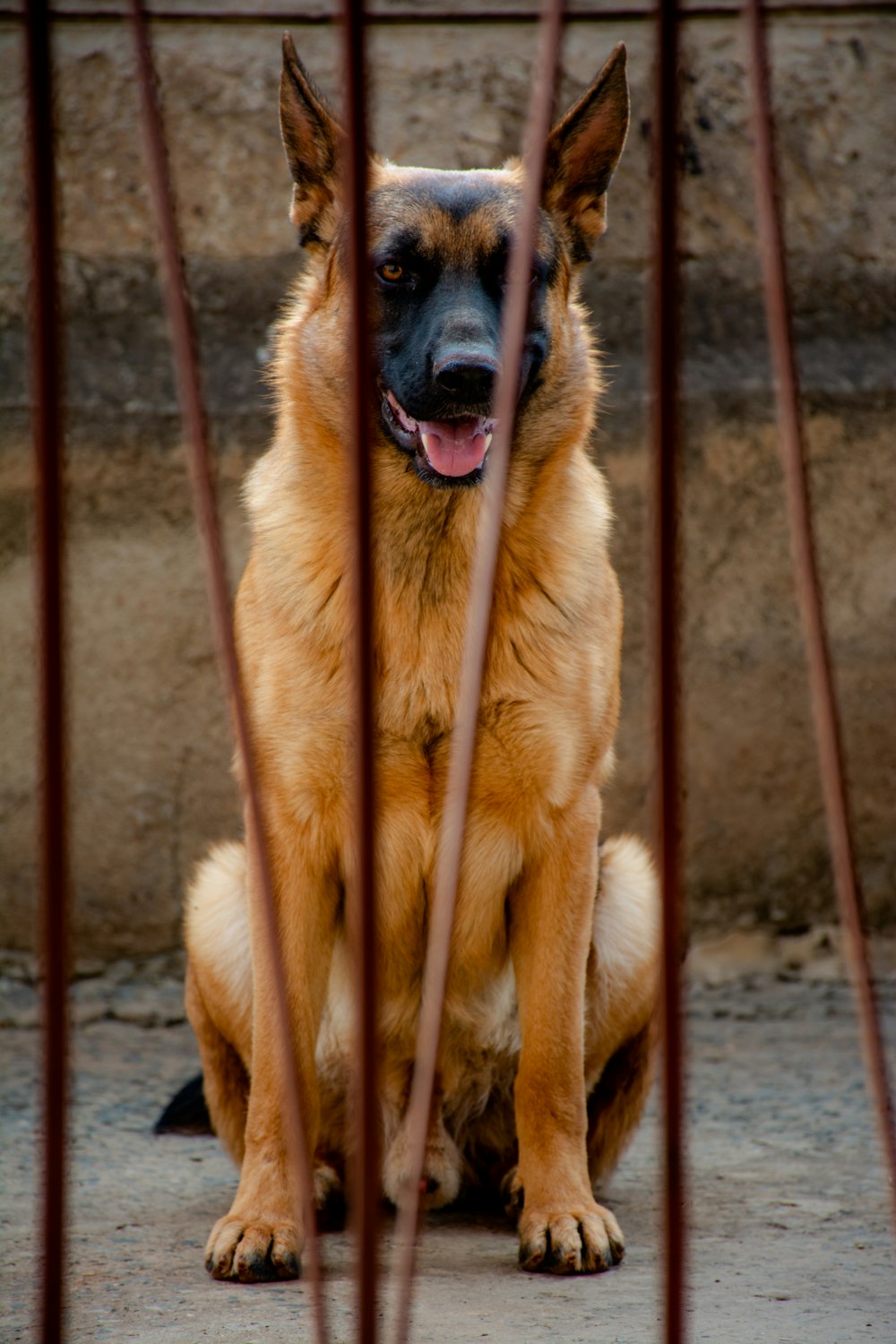 brown and black german shepherd