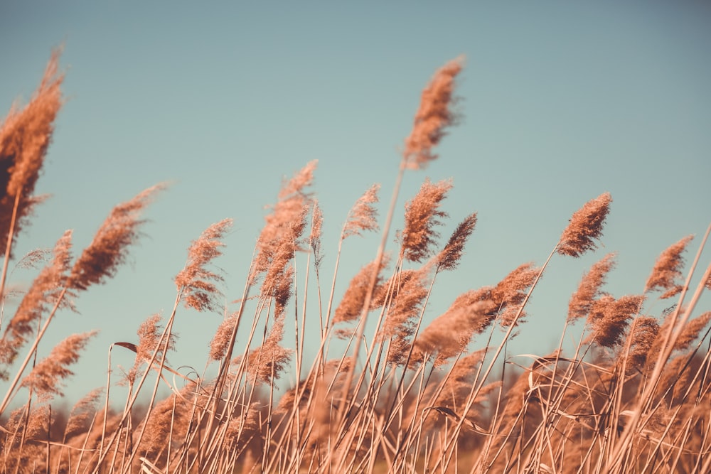 a bunch of tall brown grass blowing in the wind