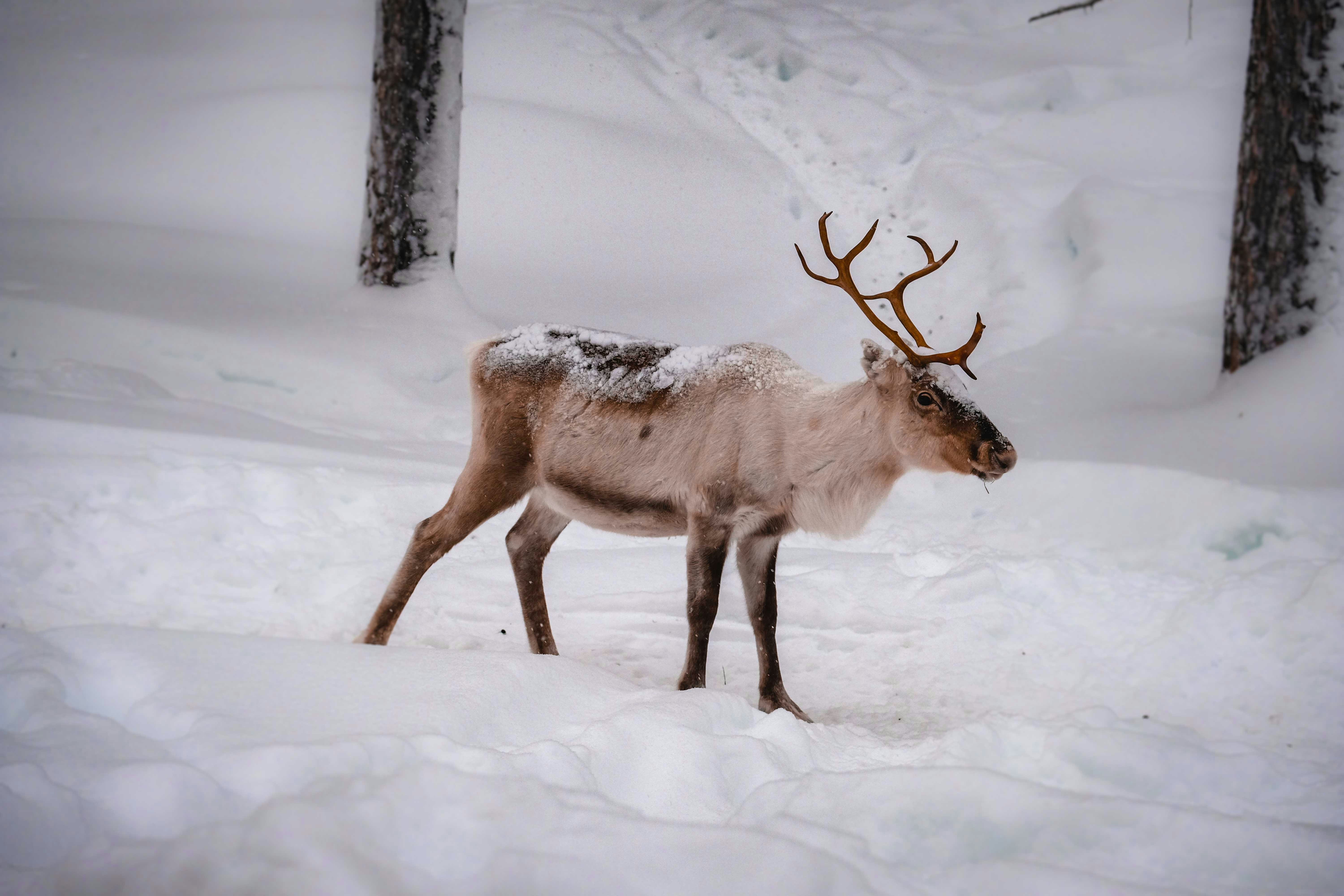 Navidad en Finlandia 🦌🎄 image