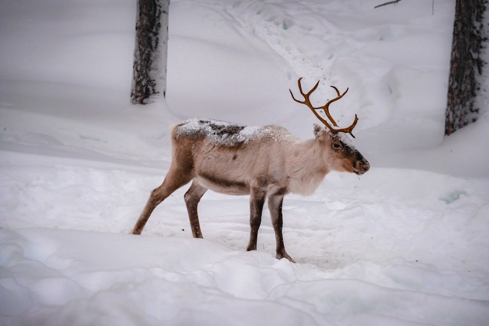 brown deer on snow covered ground during daytime