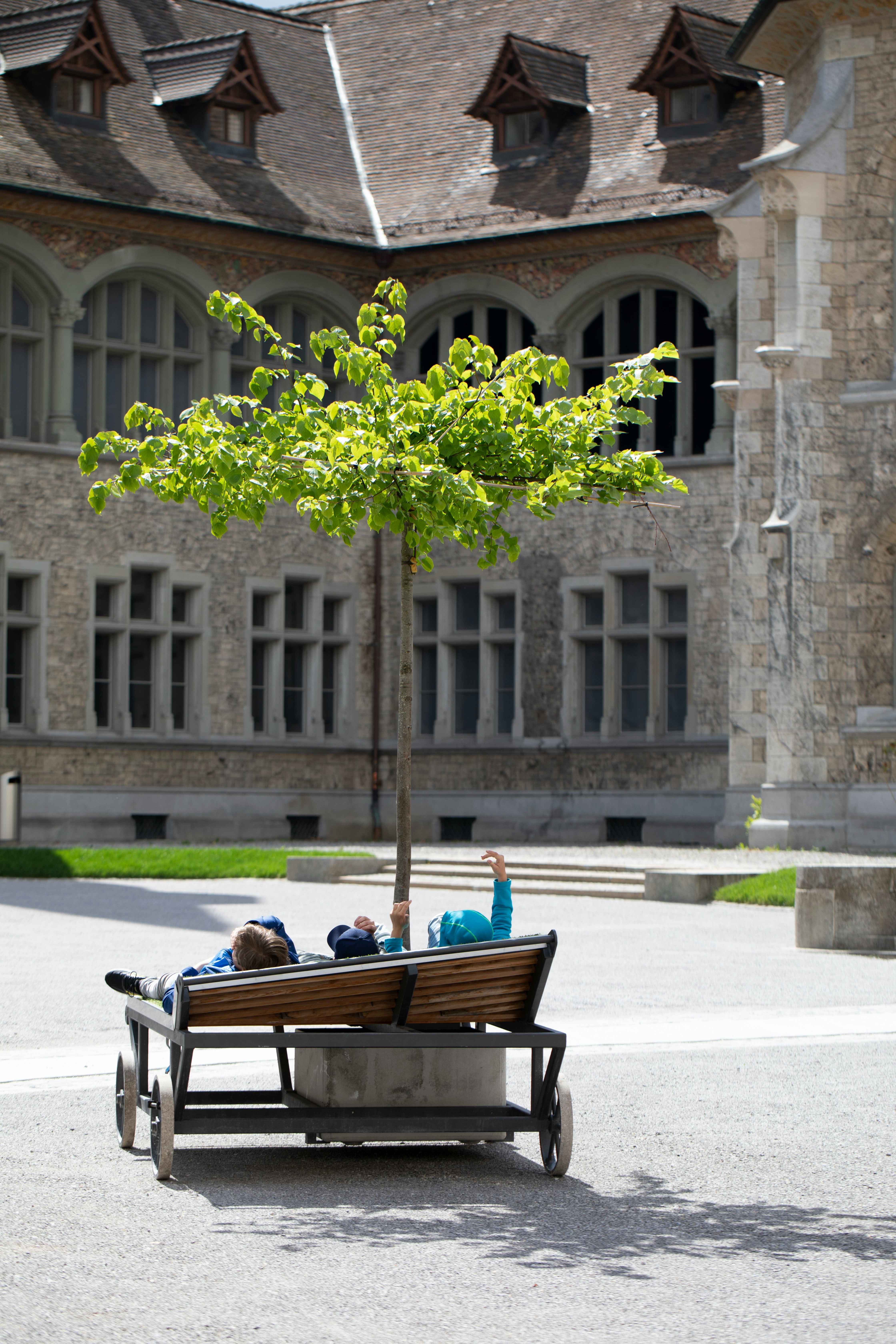 green tree in front of brown wooden bench