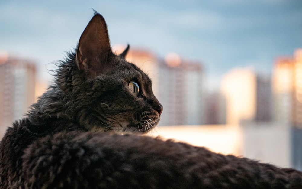 black cat on brown textile