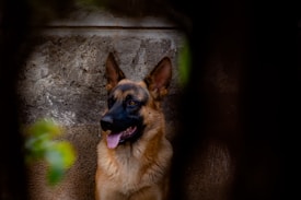 A German Shepherd dog with alert ears and a focused expression sits against a rough-textured stone wall. The dog's mouth is open slightly with its tongue out, suggesting a relaxed or playful state. Some greenery, possibly leaves, is visible in the foreground, providing a natural frame.