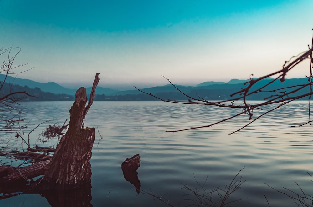 brown tree trunk on water