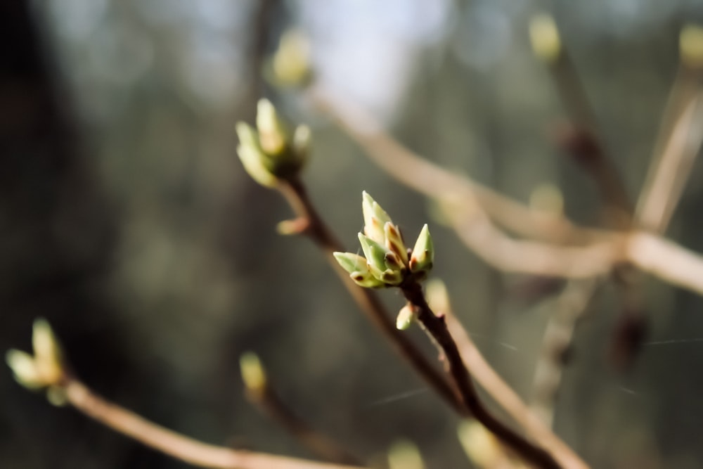 green plant in tilt shift lens