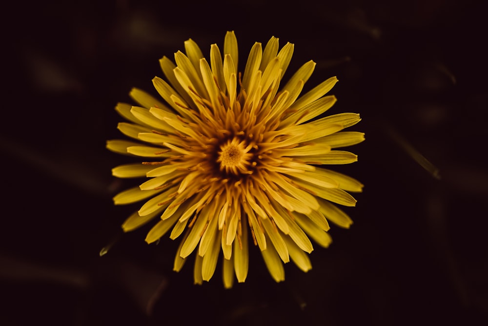 yellow flower in black background