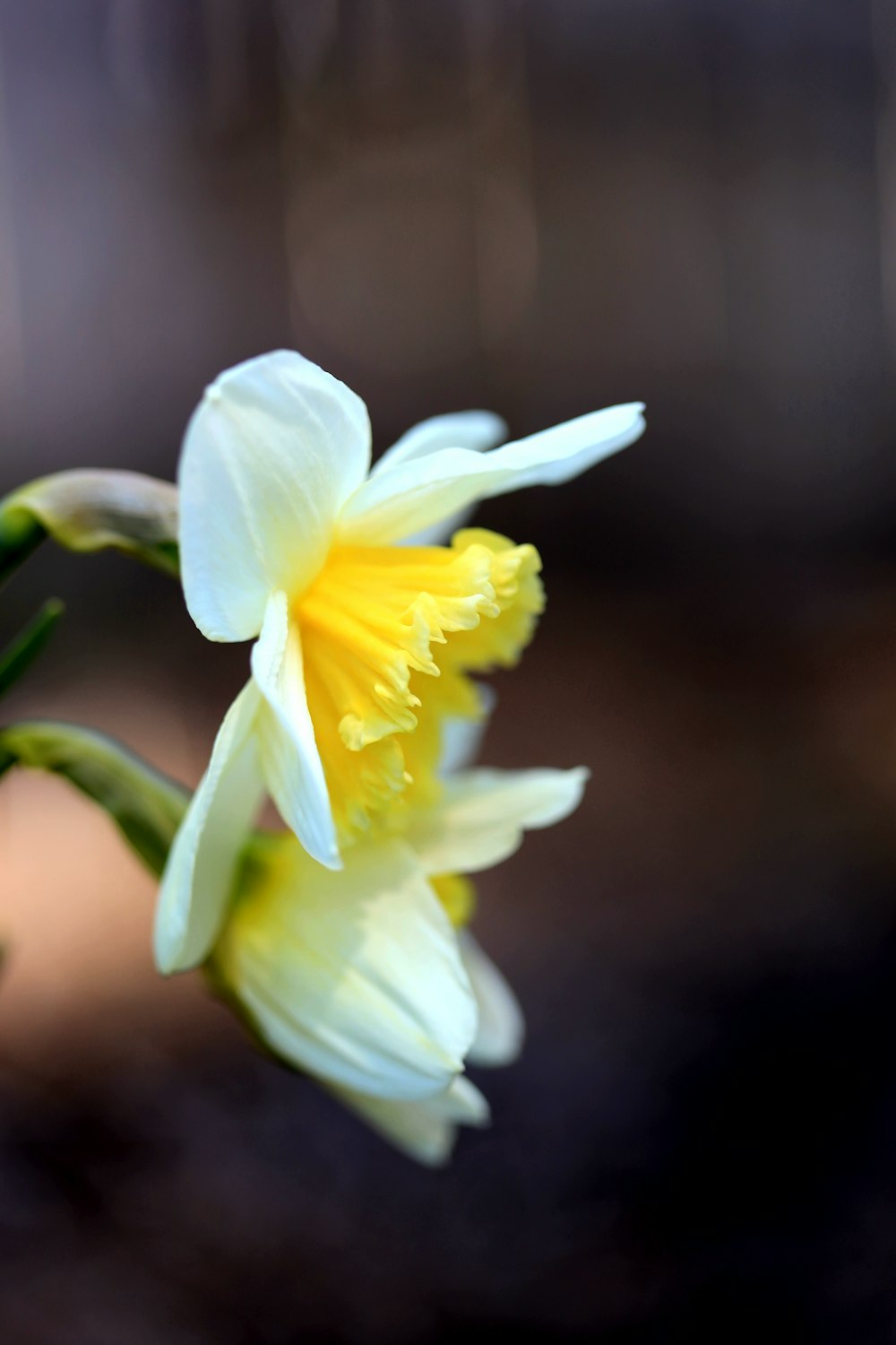 white and yellow daffodils in bloom during daytime